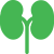 kidney