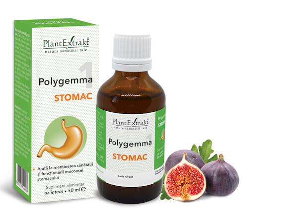 Polygemma 1 - Stomac